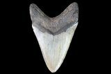 Bargain, Megalodon Tooth - North Carolina #83927-1